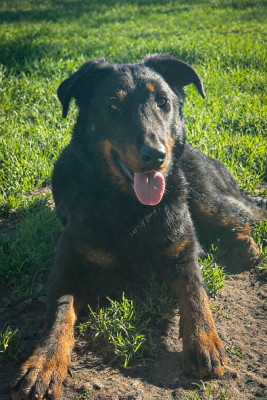 Étalon Berger de Beauce - Uriell De La Rosée Du Champ Des Landes