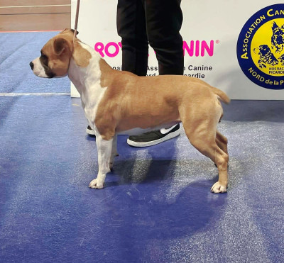 Étalon American Staffordshire Terrier - Very pretty girl De L'Empire Eternel