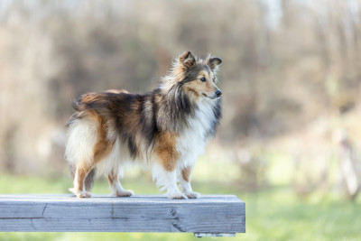 Étalon Shetland Sheepdog - Run Du Domaine De L'harmonie