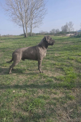 Unico Des Diamants Du Colisée Jcm