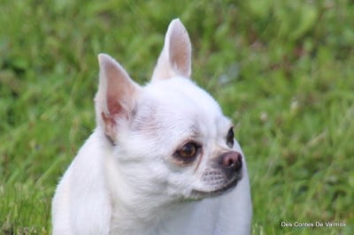 Étalon Chihuahua - Valkyrie des contes de Varmos