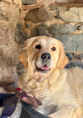 Étalon Golden Retriever - Una-bella de la Gabrière