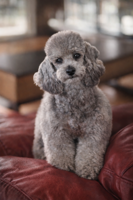 Étalon Caniche - Rolex du Moulin de la Terrasse