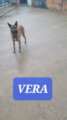 Étalon Berger Belge - Vera Du domaine de maryanne