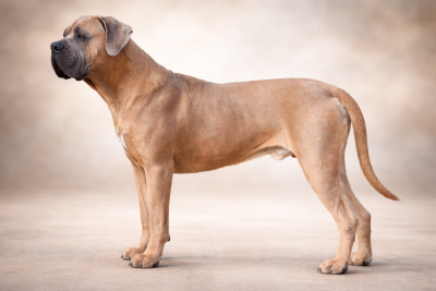 Étalon Cane Corso - Uhlan du temple de jade