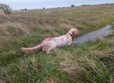 Étalon Setter Anglais - Ulotte Des Sentiers De La Douyne