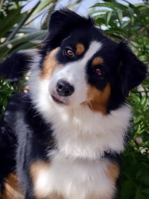 Étalon Berger Américain Miniature - Sidney Des Terres D'ocres