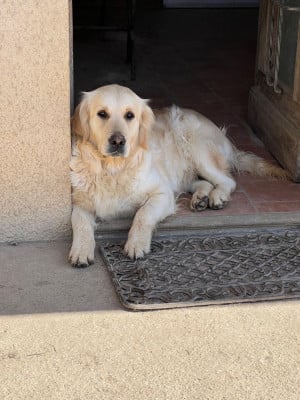 Étalon Golden Retriever - Very sweet dream Des Fees Du Dolmen