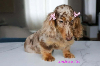 Étalon Teckel poil long - kinchville Joyli lili