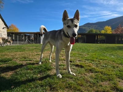Étalon Siberian Husky - V'lizzie to riders of free spirit