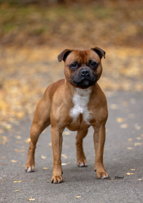 Étalon Staffordshire Bull Terrier - Pome's World United colors