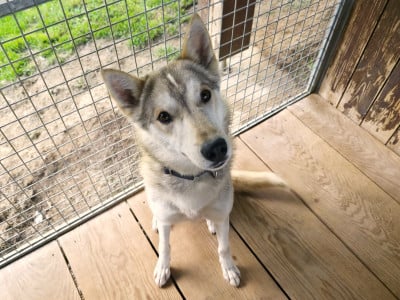 Étalon Siberian Husky - V'chuck to riders of free spirit