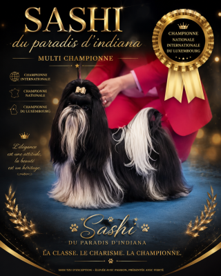 Étalon Shih Tzu - CH. Sashi Du Paradis D'indiana