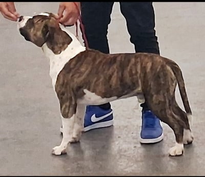Étalon American Staffordshire Terrier - Very the best De L'Empire Eternel
