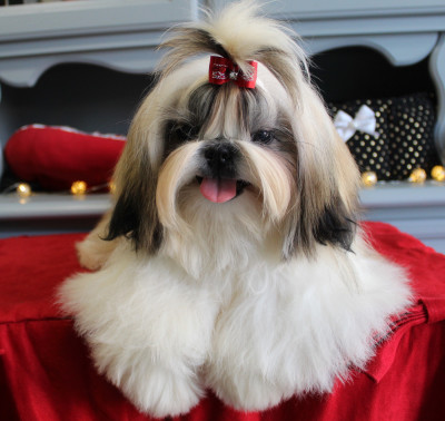 Étalon Shih Tzu - Tshel-sy Des Anges de Batignolles