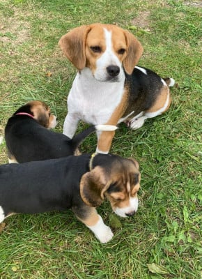 Étalon Beagle - Sockette du royaume de nati