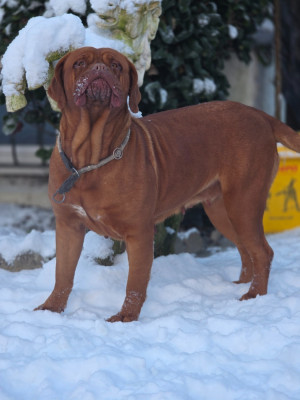 Étalon Dogue de Bordeaux - Sublym souricette D'Un Délice De Pain D'Epice