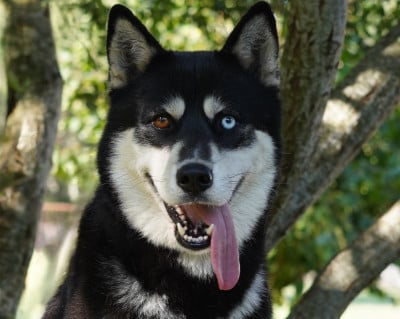 Étalon Siberian Husky - Alcateia Das Neves Sansa
