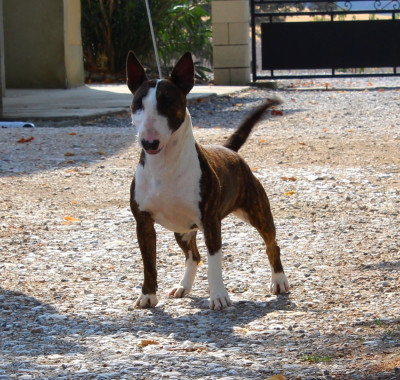 Étalon Bull Terrier Miniature - Terrier's Paradise Very nice girl