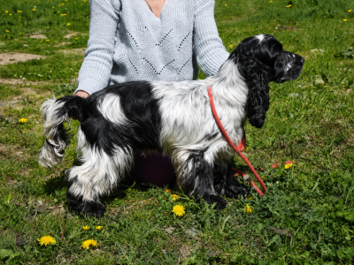 Étalon Cocker Spaniel Anglais - Tariec Ar Ti Marellek
