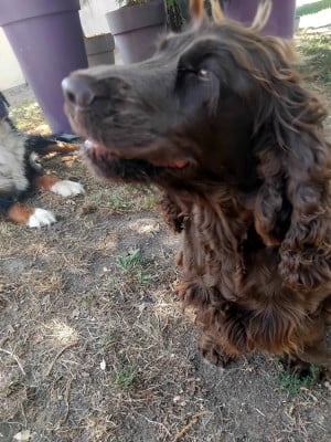 Étalon Cocker Spaniel Anglais - Valkyrie du domaine de sainte gladyce