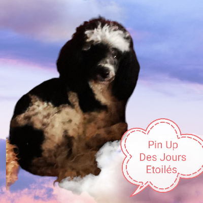 Étalon Chien Particolore à poil frisé - Pin'up Des Jours Etoilés