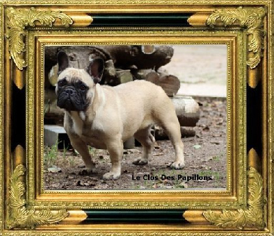 Étalon Bouledogue français - Uakanda du Clos des Papillons