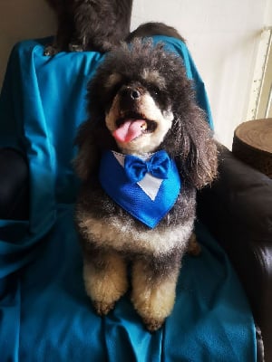 Étalon Chien Particolore à poil frisé - Little boy Di Dghyovellina