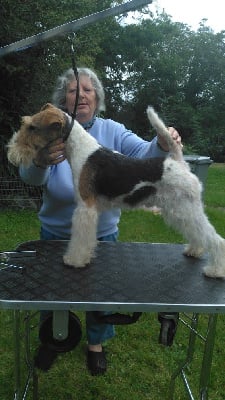 image de Wild card benson