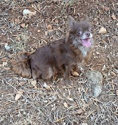 Étalon Affenpinscher - (Sans Affixe) Sweety
