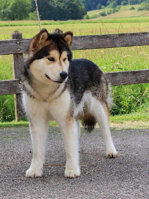 Étalon Alaskan Malamute - Nooak Snow Sungujuk kaliska