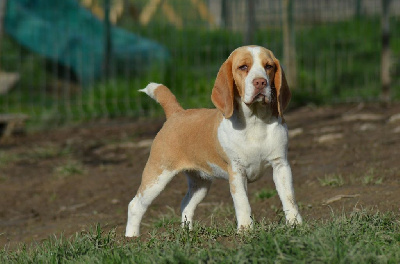 Étalon Beagle - Top team Des Chasseurs Du Temps