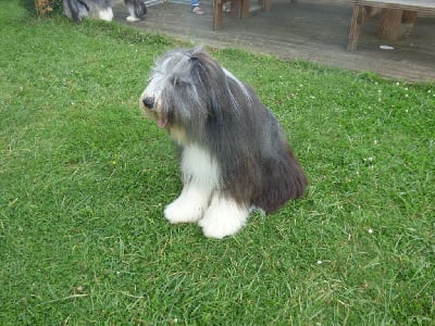 Étalon Bearded Collie - Ungaro de la Belle t le Clochard