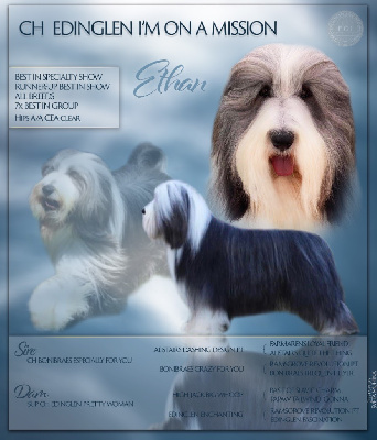Étalon Bearded Collie - CH. edinglen Im on a mission