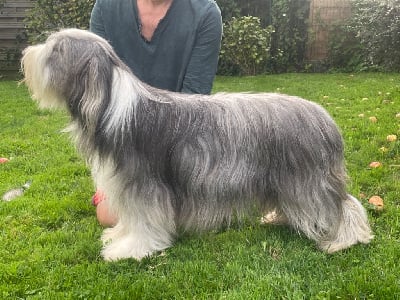 Étalon Bearded Collie - The surprise effect de la Tour Mélusine