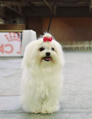 Étalon Bichon maltais - Talia De La Dame D'Haute-Savoie
