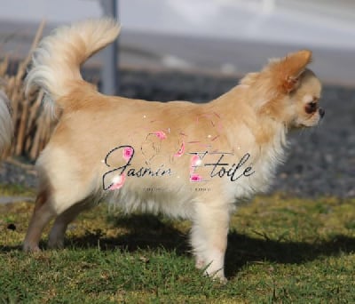 Étalon Chihuahua - Urfée Du Jasmin Etoilé