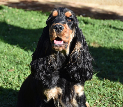 Étalon Cocker Spaniel Anglais - Vitaa Du Domaine Des Rêves Bleus