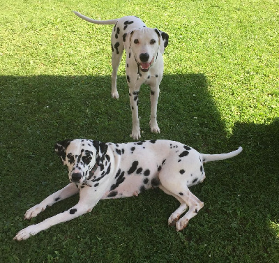 Étalon Dalmatien - Perdita du royaume des lys d'or