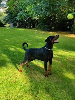 Étalon Dobermann - Ulysse uzzi Gallic Templum