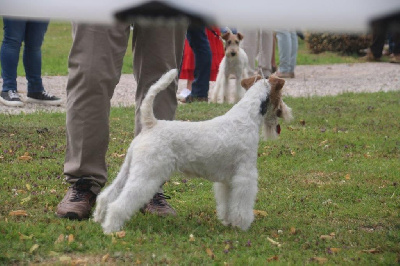 Étalon Fox Terrier Poil Dur - Shirley D'hondrecoutre