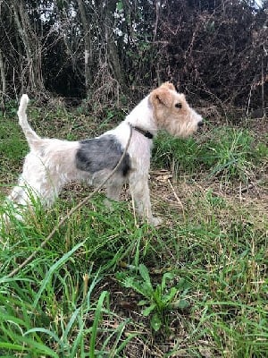 Étalon Fox Terrier Poil Dur - Uma de l'antre des jacks