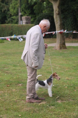 Étalon Fox Terrier Poil Dur - Twist D'hondrecoutre
