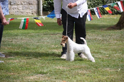 Étalon Fox Terrier Poil Dur - Snow D'hondrecoutre
