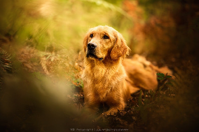 Étalon Golden Retriever - Starlight De La Petite Sulka