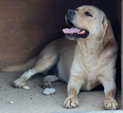 Étalon Labrador Retriever - Tinette De l'aigle de meaux