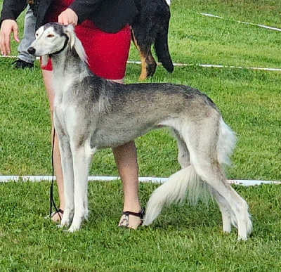 Étalon Saluki - Al Hfifa Saluk Tamirah