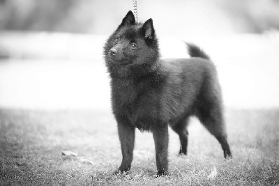 Étalon Schipperke - Vida loca Du Domaine Des Ponts Romains