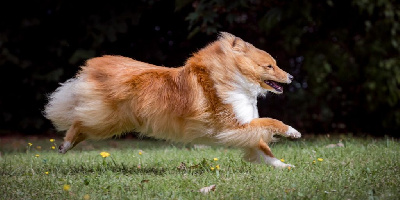 Étalon Shetland Sheepdog - Unforgettable Of Sweet Woodruff