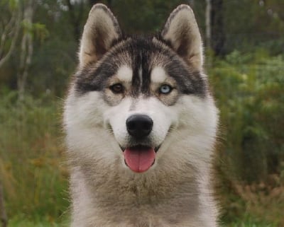 Étalon Siberian Husky - Alcateia Das Neves Umay